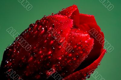 Red tulip in drops of water