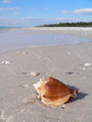 Beautiful sandy beach and shell