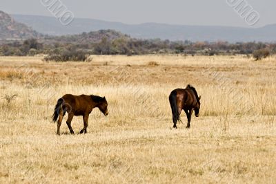 wild horses