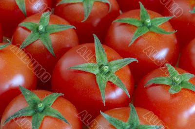 tomatoes