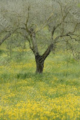 Olive tree and flowers