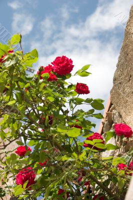 Red climbing rose