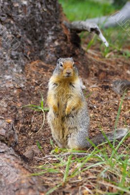 Ground Squirrel 2