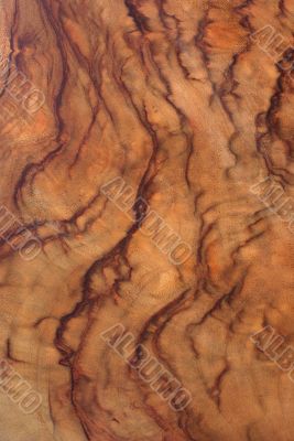 Wood Texture: Camphor Laurel