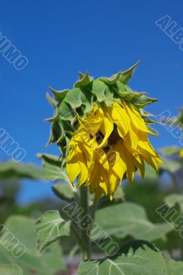 Wilting Sunflowers Wilting Sunflowers