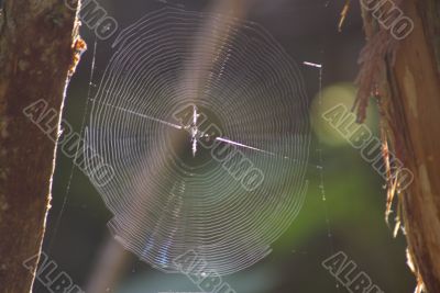 Spider Web 1