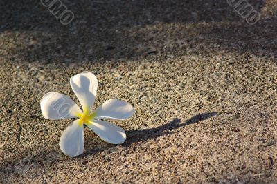 Frangipani flower