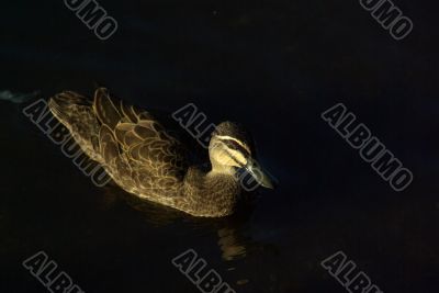 Chiaroscuro Duck