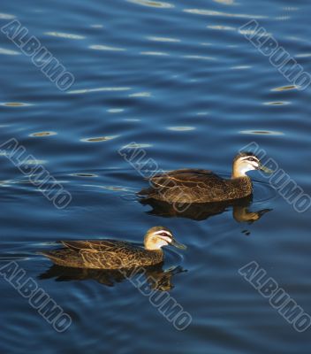 Pacific Black Ducks - Anas superciliosa