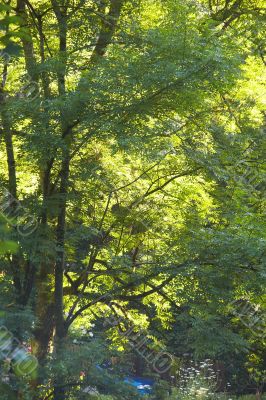 deciduous forest in summer deciduous forest in summer