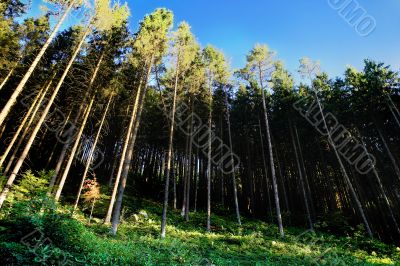green coniferous wood with foliage