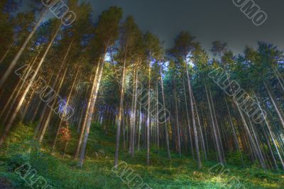 coniferous wood with fog