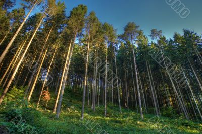 coniferous wood with fog and dark blue sky