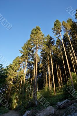 coniferous forest with foliage and blue sky