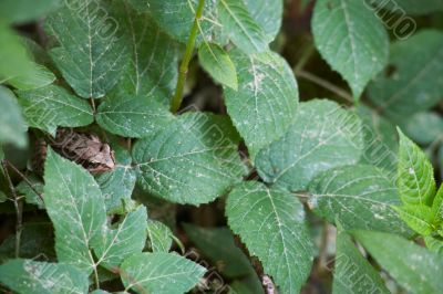 dark green foliage with little brown frog