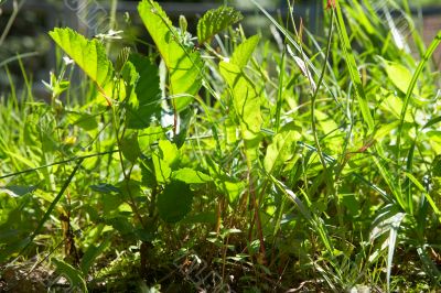 green grass in bright sunlight in summer