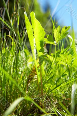 grass in bright sunlight in summer with blue sky