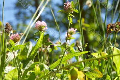 red clover in bright sunlight with blue sky