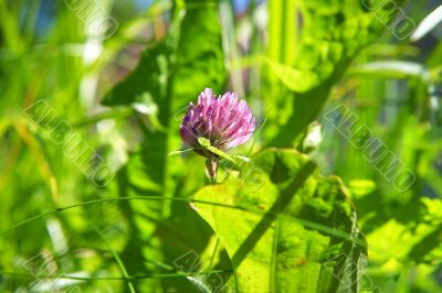red clover and green grass red clover and green grass