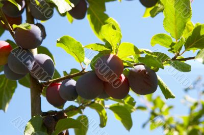 plums on a tree