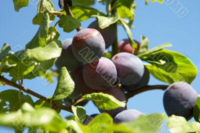 plums on a tree in bright sunlight