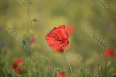 poppy