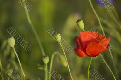 poppy