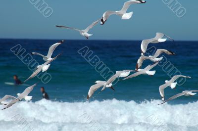 free as a bird free as a bird