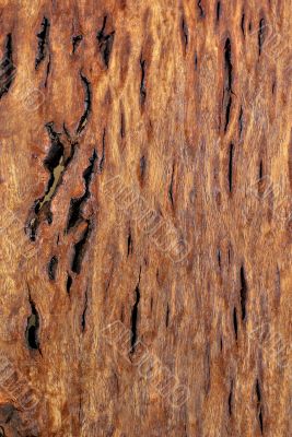 Wood Texture: Figured Tasmanian Blackwood