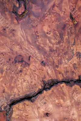 Wood Texture: Myrtle Burl