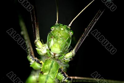 Tropical Rainforest Grasshopper