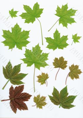 Design elements Green leaves on white Design elements Green leaves on white