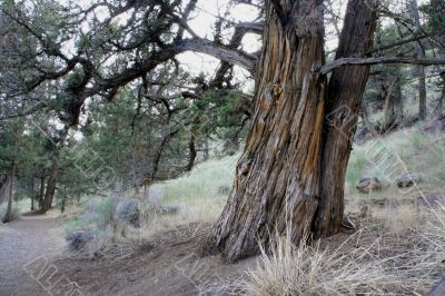 Gnarled cedar trunk