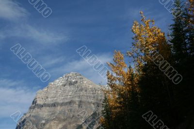 Mt Stephen, Yellow aspens &amp; mountains,