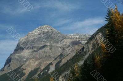 Mt Stephen, Aspens