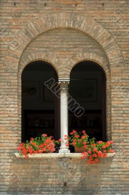 window geraniums