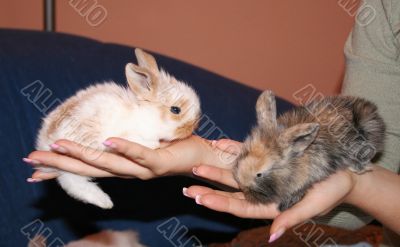 sweet bunnies sweet bunnies