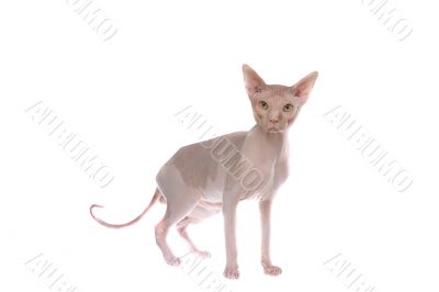 Smart (bald-headed cat)