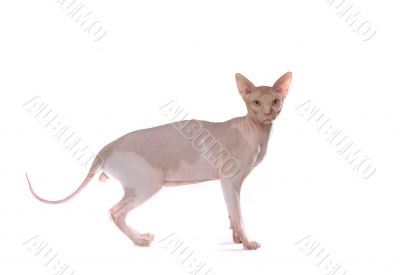 bald-headed cat