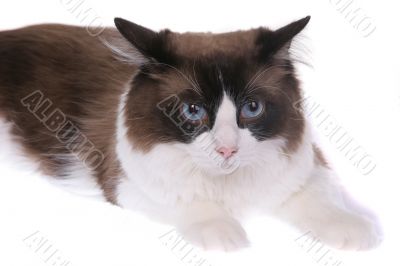 regdoll cat