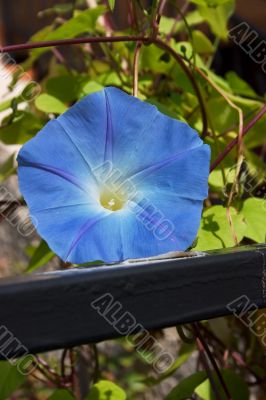 Blue morning glory