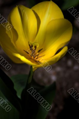 Tulip