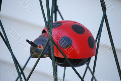trapped ladybug