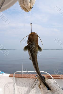 catfish on a hook