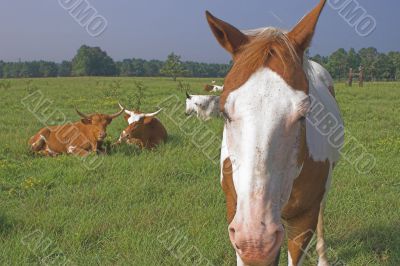 Horse and Cows