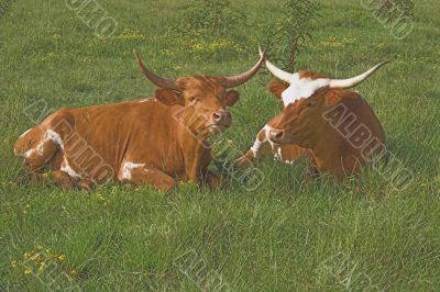 Longhorn Cattle