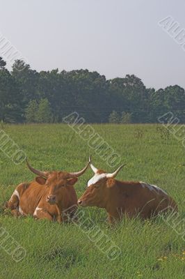 Longhorn Cattle