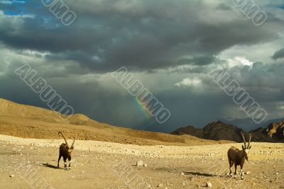 The herd of goats is not afraid of a thundercloud