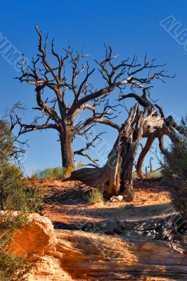 Dry and magnificent