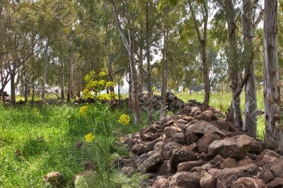 Meadow and grove on Golan heights. Meadow and grove on Golan heights.